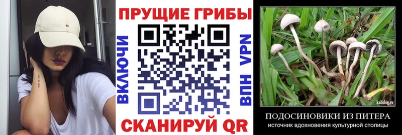 Псилоцибиновые грибы Psilocybe  наркошоп  Белая Калитва 